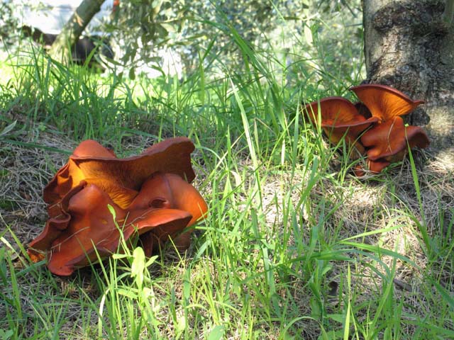 Variabilit di Omphalotus olearius